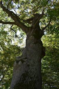 spirituelle-fotografie-lichtwesen-baumewesen-natur-art-wse1