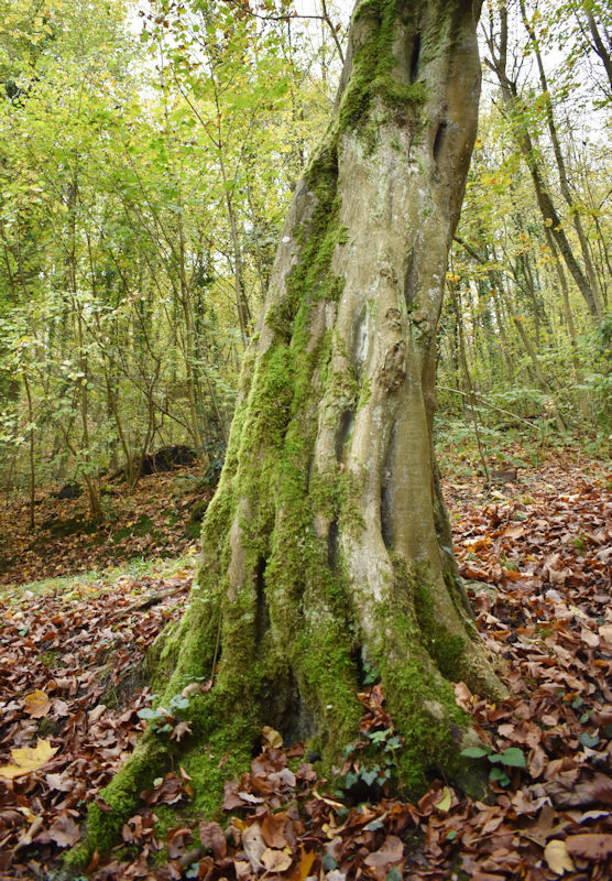 baum-wesen-fotografie-jesus-christus-heiliger-geist-gott-natur-bilder-1.jpg