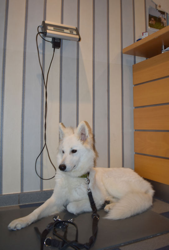 giardien-hunde-gesundheit-hunde-blog-nodins-dog-blog-wse.jpg