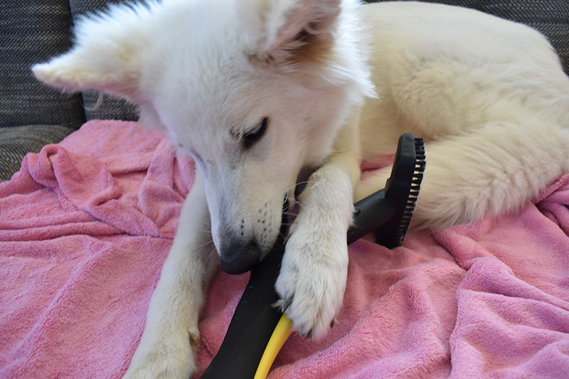 hundeblog-essen-gesundheit-wenn-der-hunde-spricht-dog-in-godblog-wse.jpg