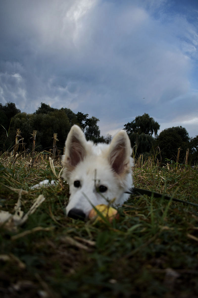 tiere-heiliger-geist-hundeblog-jesus-hirte-gottes-schoepfung-fotografie-wse.jpg